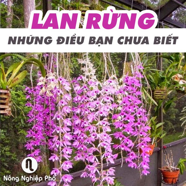 Lan rừng – Những điều bạn chưa biết | NÔNG NGHIỆP PHỐ