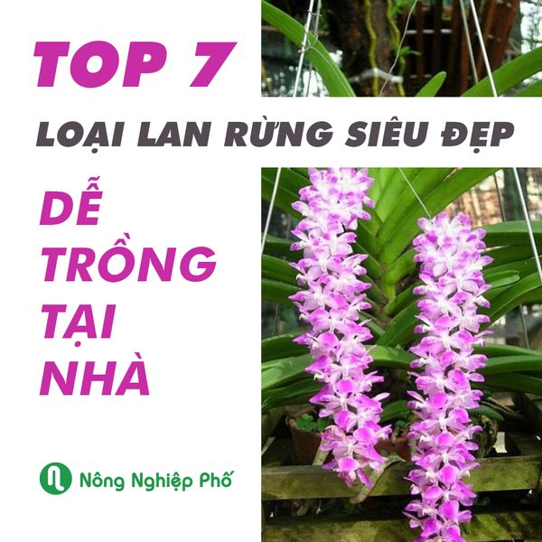 Top 7 loại lan rừng siêu đẹp, dễ trồng tại nhà | NÔNG NGHIỆP PHỐ