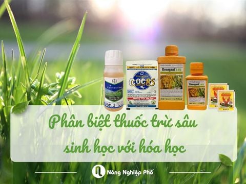Phân biệt thuốc trừ sâu sinh học với hóa học. Ưu nhược điểm và cách dùng hiệu quả