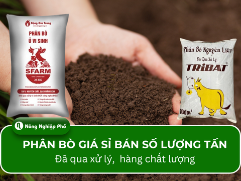 Bán phân bò số lượng lớn đã qua xử lý, theo tấn, hàng chất lượng