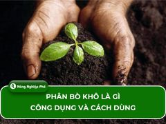 Phân bò khô là gì? Công dụng và cách dùng hiệu quả