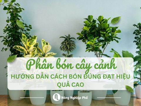 Phân bón cây cảnh: Hướng dẫn cách bón đúng đạt hiệu quả cao