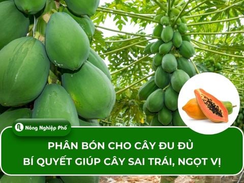Phân bón cho cây đu đủ – Bí quyết giúp cây sai trái, ngọt vị