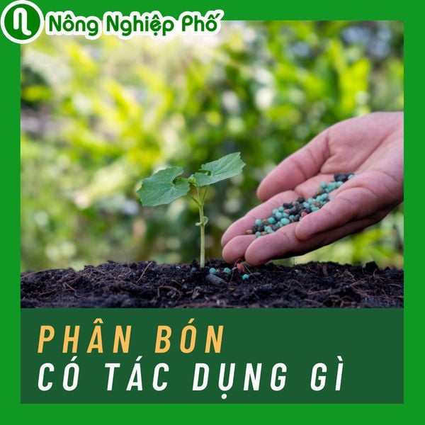Phân bón có tác dụng gì