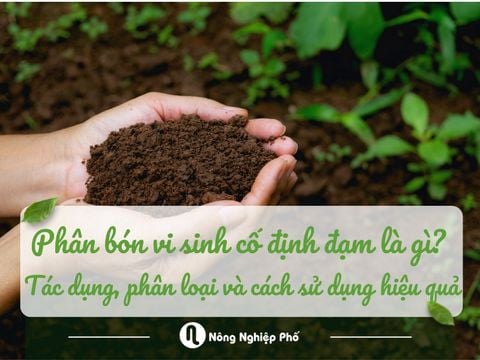 Phân bón vi sinh cố định đạm là gì? Tác dụng, phân loại và cách sử dụng hiệu quả