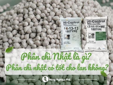 Phân chì Nhật Bản là gì? Phân chì Nhật có tốt cho lan không?