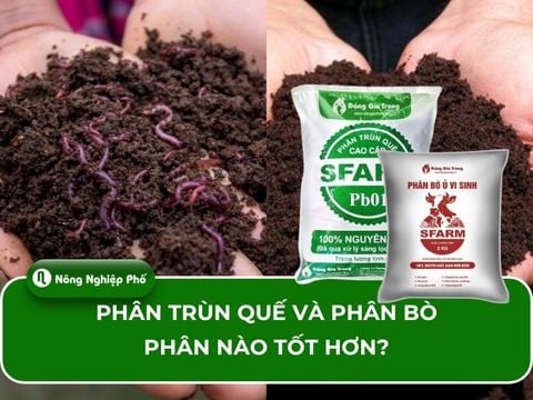 Phân trùn quế và phân bò, phân nào tốt hơn?