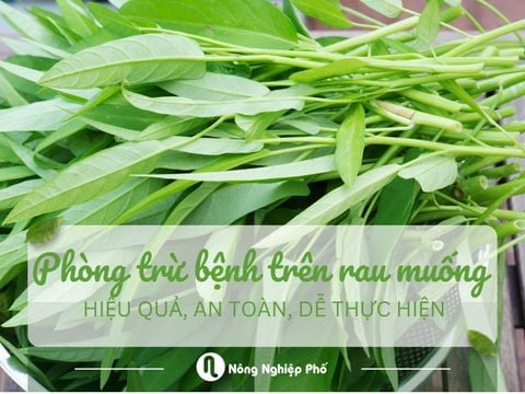 Phòng trừ bệnh trên rau muống: Hiệu quả, an toàn, dễ thực hiện