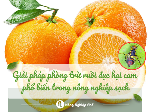 Giải pháp phòng trừ ruồi đục hại cam phổ biến trong nông nghiệp sạch