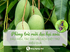 Phòng trừ ruồi đục hại xoài: Dấu hiệu, tác hại và cách phòng hiệu quả