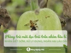 Phòng trừ ruồi đục trái trên nhóm bầu bí