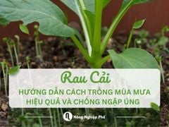 Hướng dẫn cách trồng rau cải mùa mưa hiệu quả và chống ngập úng