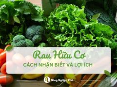 Rau hữu cơ (organic) là gì? Cách nhận biết và lợi ích của rau hữu cơ