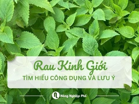 Rau kinh giới là gì? Tìm hiểu công dụng và lưu ý về rau kinh giới