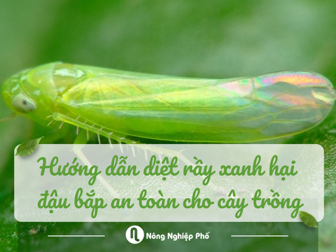 Hướng dẫn diệt rầy xanh hại đậu bắp an toàn cho cây trồng