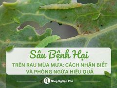 Sâu bệnh hại trên rau mùa mưa: Cách nhận biết và phòng ngừa hiệu quả