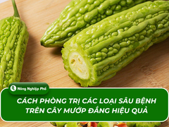 Cách phòng trị các loại sâu bệnh trên cây mướp đắng hiệu quả