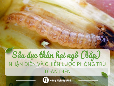 Sâu đục thân hại ngô (bắp): Nhận diện và chiến lược phòng trừ toàn diện