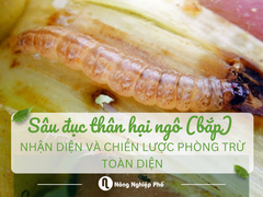 Sâu đục thân hại ngô (bắp): Nhận diện và chiến lược phòng trừ toàn diện