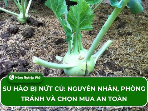 Su hào bị nứt củ: Dấu hiệu, nguyên nhân và cách phòng bệnh hiệu quả