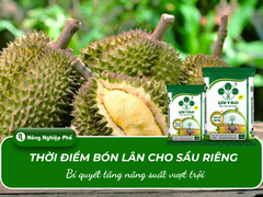 Thời điểm bón lân cho sầu riêng: Bí quyết tăng năng suất vượt trội