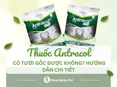 Thuốc Antracol có tưới gốc được không? Hướng dẫn chi tiết