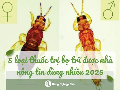 5 loại thuốc trị bọ trĩ được nhà nông tin dùng nhiều nhất 2025