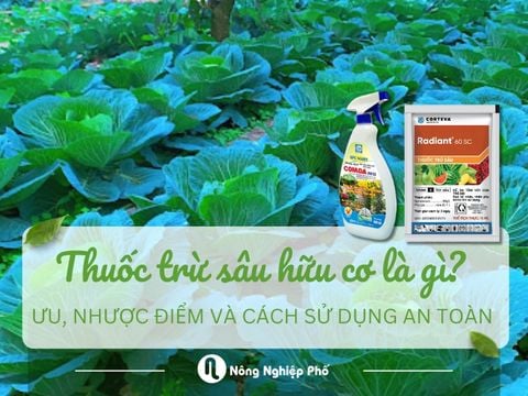 Thuốc trừ sâu hữu cơ là gì? Ưu, nhược điểm và cách sử dụng an toàn