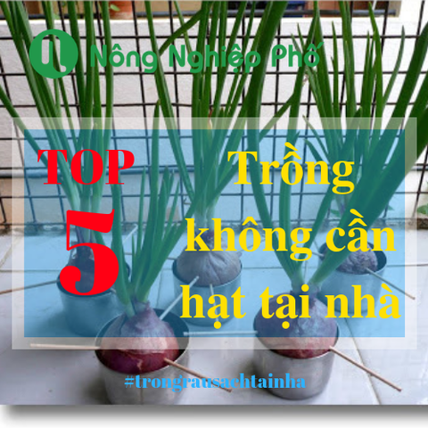 Trồng 5 loại cây gia vị hay dùng mà không cần đến hạt giống