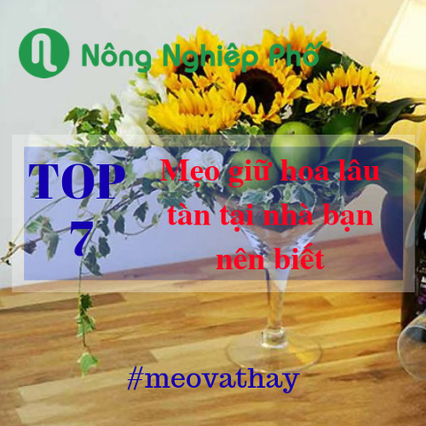 7 mẹo giữ hoa tươi lâu và mẹo vệ sinh chậu hoa mà người trồng hoa tại nhà nên biết