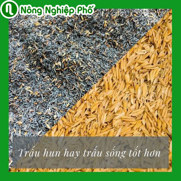 Hay Hun Trấu hun hay trấu sống tốt hơn? | Nông ngiệp phố