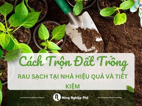 Cách trộn đất trồng rau sạch tại nhà hiệu quả và tiết kiệm