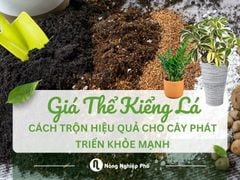 Cách trộn giá thể trồng kiểng lá hiệu quả cho cây phát triển khỏe mạnh