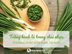 Cách trồng hành lá trong chai nhựa đơn giản tại nhà