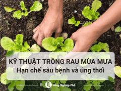 Kỹ thuật trồng rau mùa mưa hạn chế sâu bệnh và úng thối