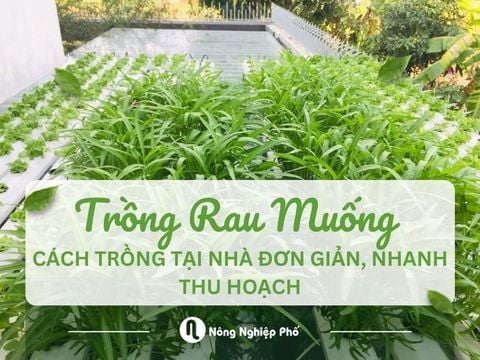 Cách Trồng Rau Muống Tại Nhà Đơn Giản, Nhanh Thu Hoạch