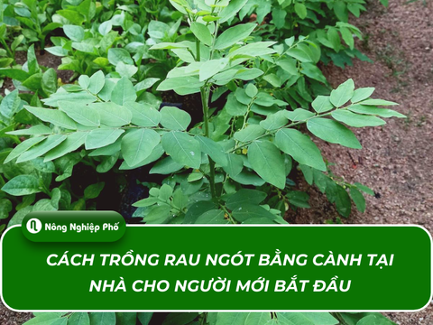 Cách trồng rau ngót bằng cành tại nhà cho người mới bắt đầu