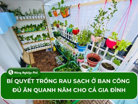 Bí quyết trồng rau sạch ở ban công đủ ăn quanh năm cho cả gia đình