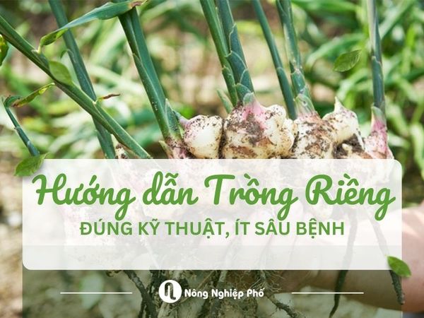 Hướng dẫn trồng riềng đúng kỹ thuật, ít sâu bệnh