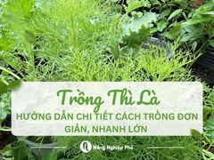 Hướng Dẫn Chi Tiết Cách Trồng Thì Là Đơn Giản, Nhanh Lớn