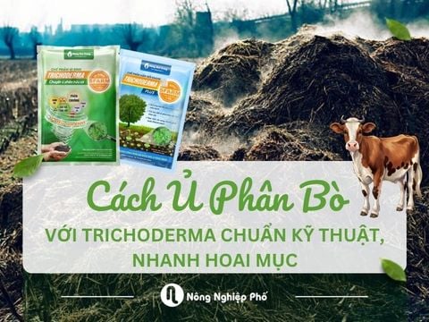 Cách ủ phân bò với Trichoderma chuẩn kỹ thuật, nhanh hoai mục