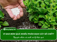 Vì sao bón quá nhiều phân đạm cây sẽ chết? Nguyên nhân và cách xử lý hiệu quả