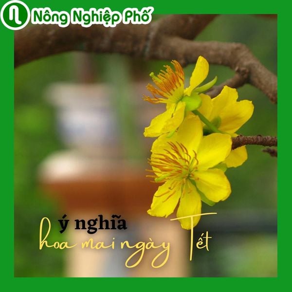 Ý nghĩa của cây mai ngày Tết | Nông Nghiệp Phố