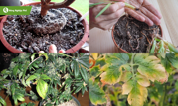 Triệu chứng cho thấy cây đang bị ngộ độc đạm