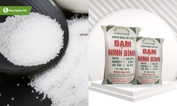 Phân đạm Urea Ninh Bình - Thúc đẩy sinh trưởng, phục hồi sau thu hoạch