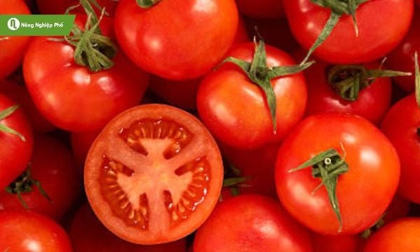 Phòng ngừa đúng cách - giải pháp bền vững để bảo vệ vườn cà chua