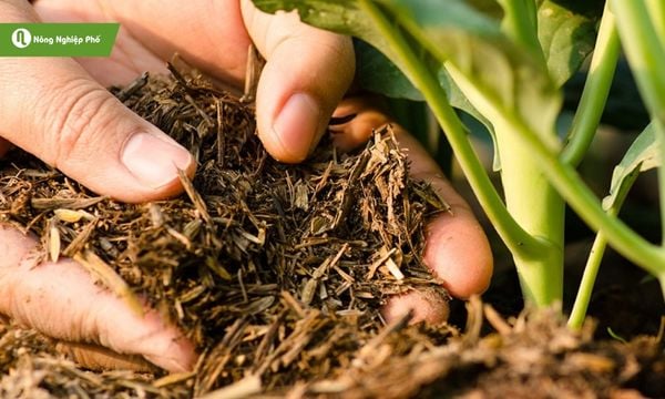 Vai trò của phân bón đối với cây trồng