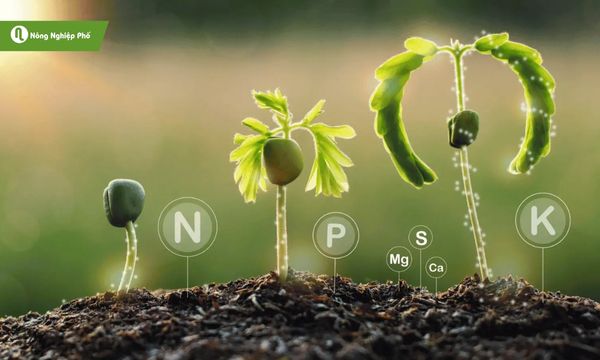 Phân bón có vai trò vô cùng quan trọng đối với cây trồng