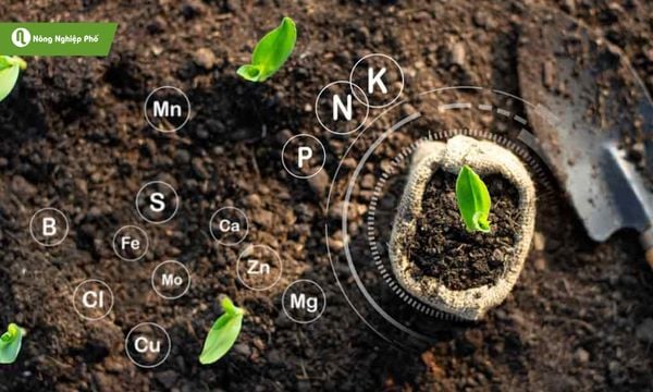 Các chất dinh dưỡng có trong phân bón giúp cây phát triển