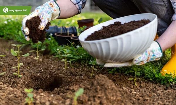 Phân bón có khả năng giúp tái tạo lại đất đã bị bạc màu